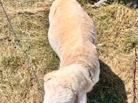 公羊, Sheep — 照片 3