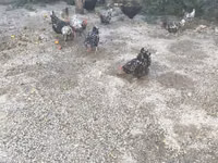 Australorp — foto 1