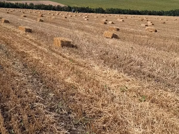 Vind baloți de pae și earbă