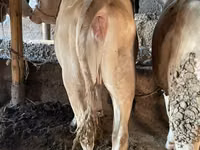 Buğa, Simmental cattle — foto 6