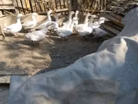 Geese — foto 2
