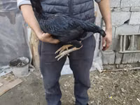 Australian Pit Game fowl — photo 2