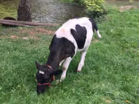 Kuh, Russian Black pied cattle — Foto 5