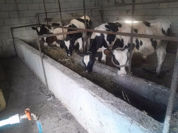 Bou, Rasa Holstein