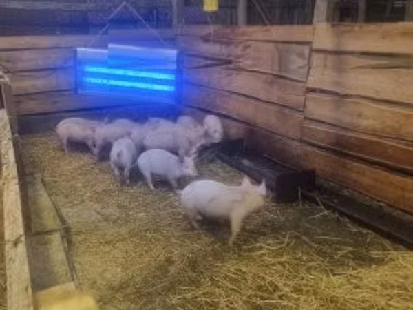 Scroafă, Porci