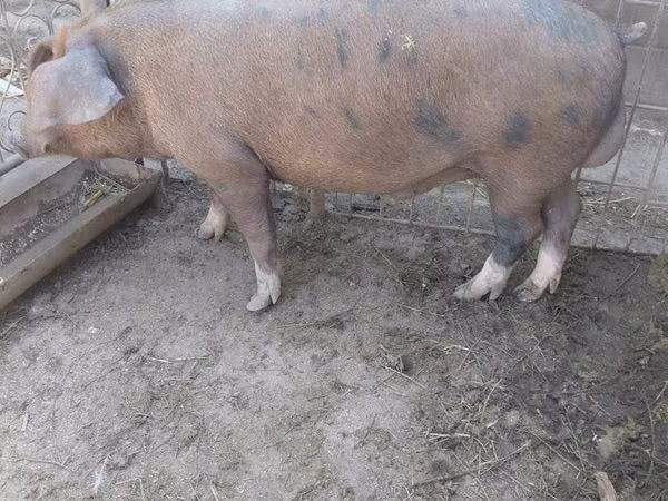 Vier, Porci — Republica Moldova