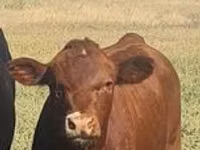 Bulle, Aberdeen-Angus — Foto 2