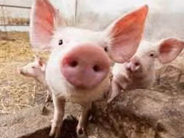 Scroafă, Porci