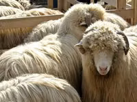 نعجة, Bessarabian sheep — الصورة 2