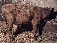 公牛, Simmental cattle — 照片 5