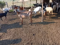 عنزة, Nubian Goat — الصورة 4