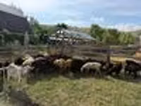Carneiro, Ovelhas — foto 4