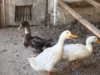 Ducks — photo 3