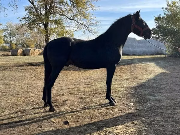 Caballo, Nonius horse