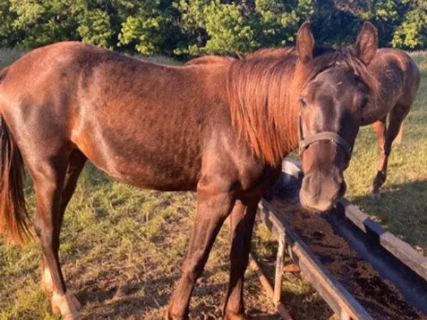Aygʻir, Black Sea breed