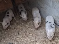 خنزير ذكر — الصورة 2