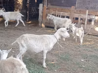 عنزة, Dutch Landrace goats — الصورة 7