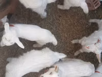 تيس, Saanen goat — الصورة 2
