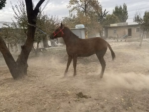 公马, Horses