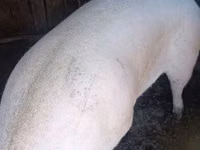 母猪, Pigs — 照片 4