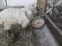 Ovejas (lote, sexo no especificado), Ovejas — foto 8