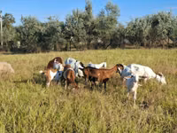 Ziege, Nubian Goat — Foto 3