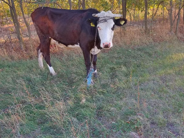 Vaca, Ganado vacuno — Moldavia