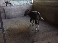 ثور, الماشية — الصورة 1