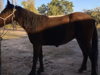 Aygʻir, Tatar horse — 2-rasm