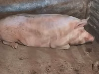 Vier, Porci — foto 3