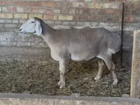 भेड़, भेड़ — फ़ोटो 1