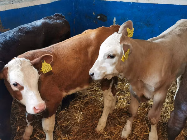 公牛, Simmental cattle