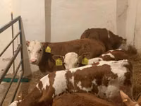 Bulle, Simmental cattle — Foto 5