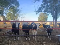 بقرة, Russian Black pied cattle — الصورة 3