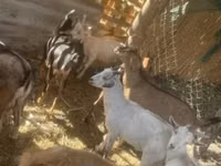 Goat, Goats — photo 4