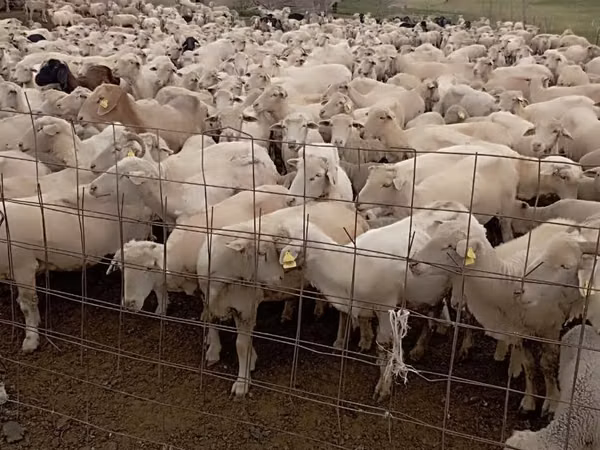 Schaf, Merino sheep
