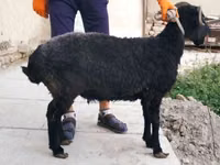 Oveja, Arabi sheep — foto 2