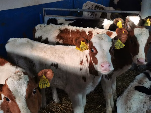 Buqa, Simmental cattle