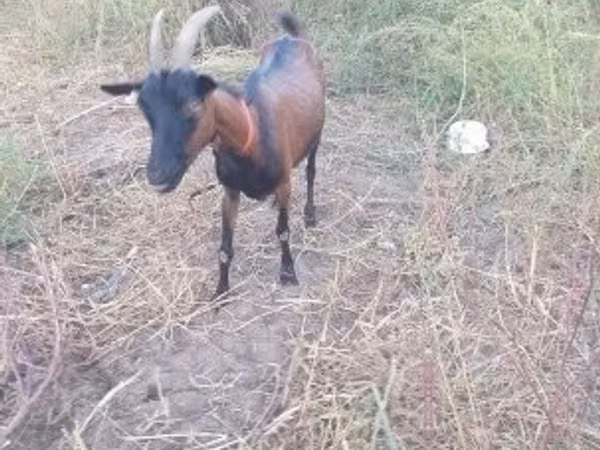 Goat, Alpine goat