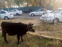 Cow, Cattle — photo 3
