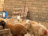 Qoyun, Apsheron sheep — foto 6