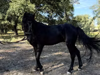 घोड़े (लॉट, लिंग निर्दिष्ट नहीं), American shetland pony — फ़ोटो 8