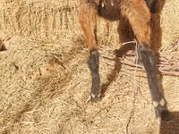 Ziegenbock, Alpine goat — Foto 8