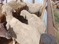 Sheep, Sheep — photo 1
