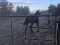 公马, Thoroughbred horse — 照片 4