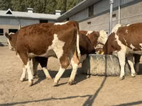 मवेशी (लॉट, लिंग निर्दिष्ट नहीं), Simmental cattle — फ़ोटो 6