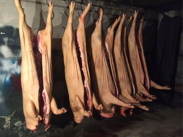 Scroafă, Porci