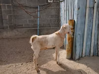 Ziege, Kamori goats — Foto 1