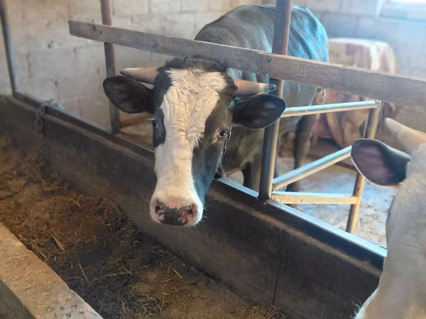 Bulle, Russian Black pied cattle