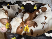 Qoramol (partiya, jinsi ko‘rsatilmagan), Simmental cattle — 7-rasm